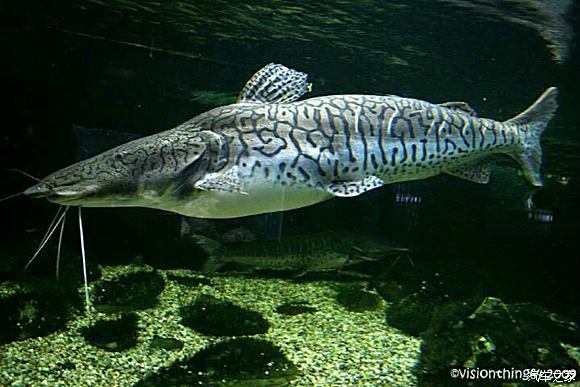 鸭嘴鲨(tiger shovelnose catfish)学名虎鲶,又名鸭嘴鼠鱼,属暖水性