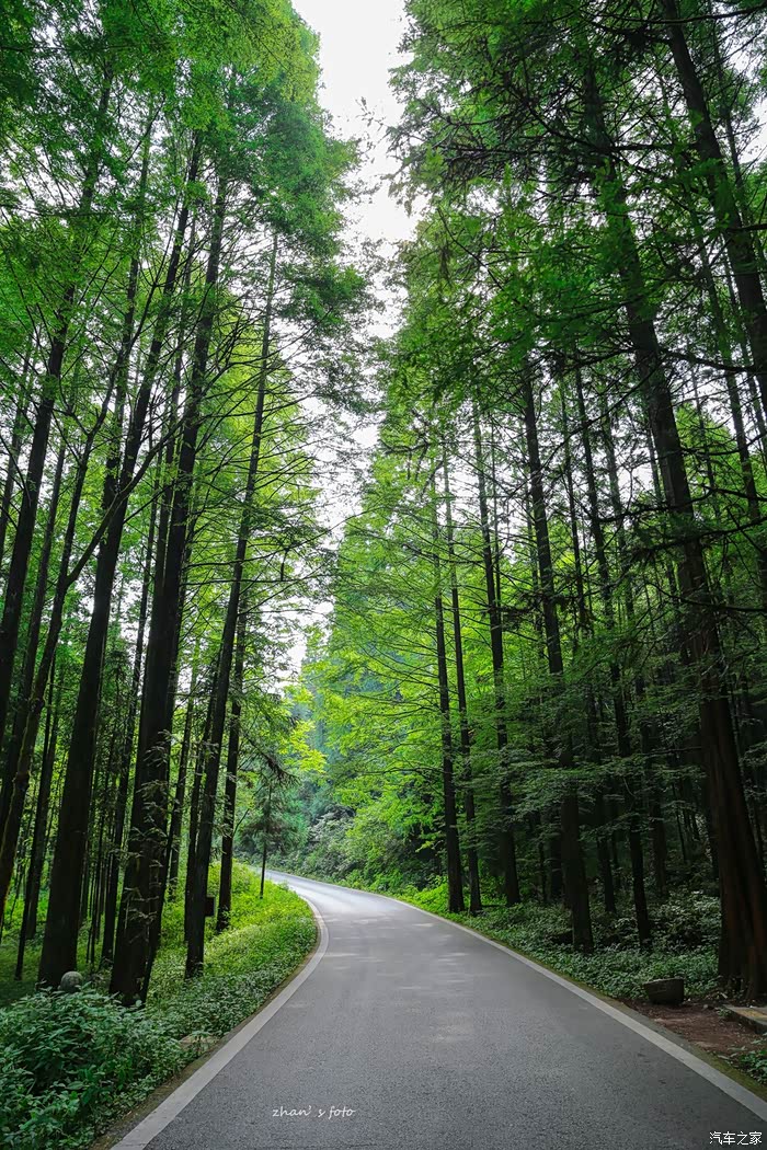 逃离38摄氏度的重庆避暑之旅-武陵山森林公园