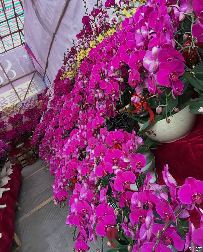 金鸡报喜2017沙岗墟迎春花市今天开街