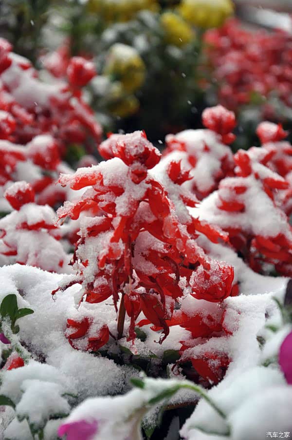冬季是个白雪红梅的日子邀请大家来赏雪弄梅
