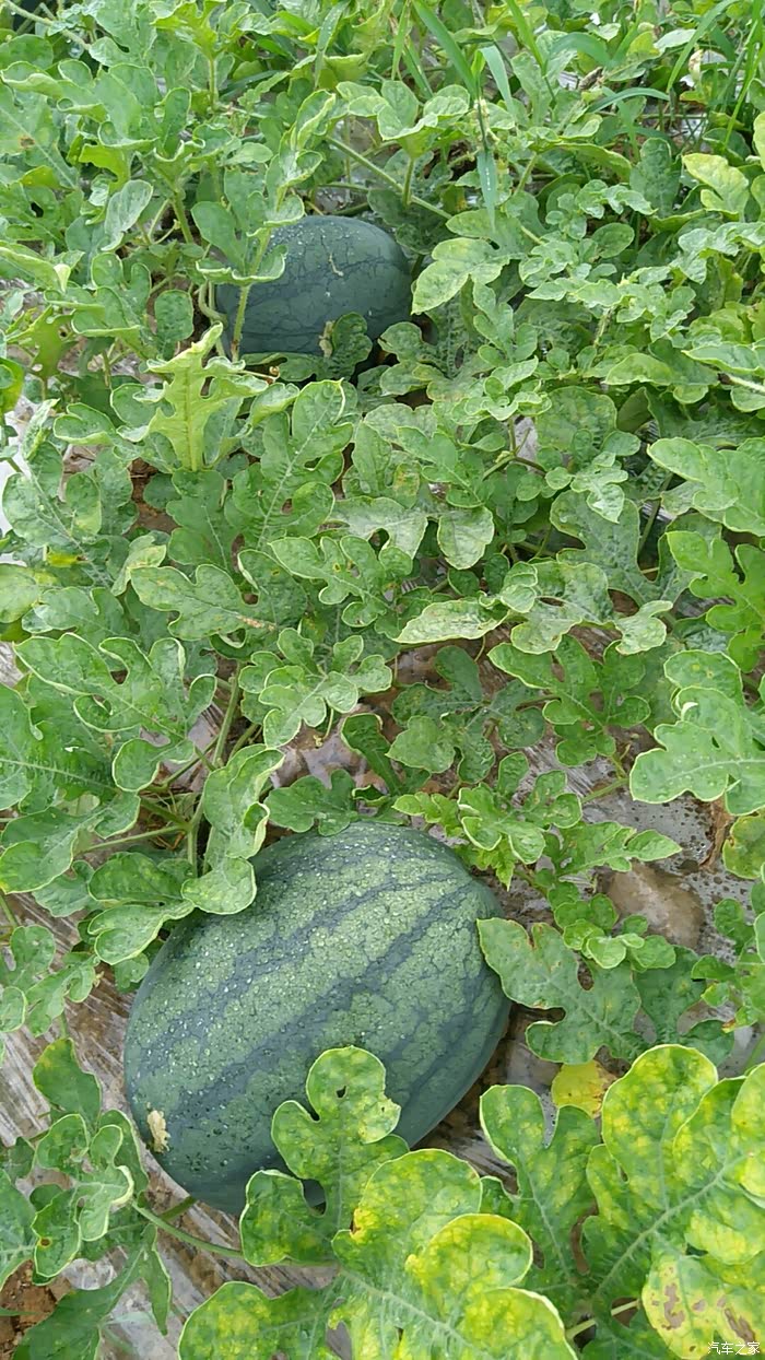 像是三水小宝,但比小宝更甜