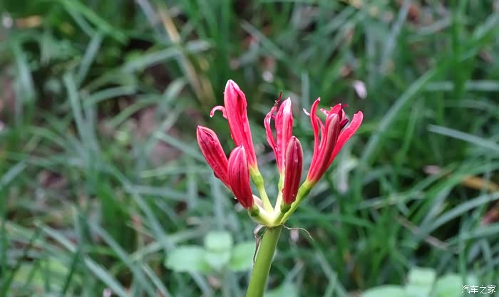 俱会一处到彼岸,拜佛问道赏奇花