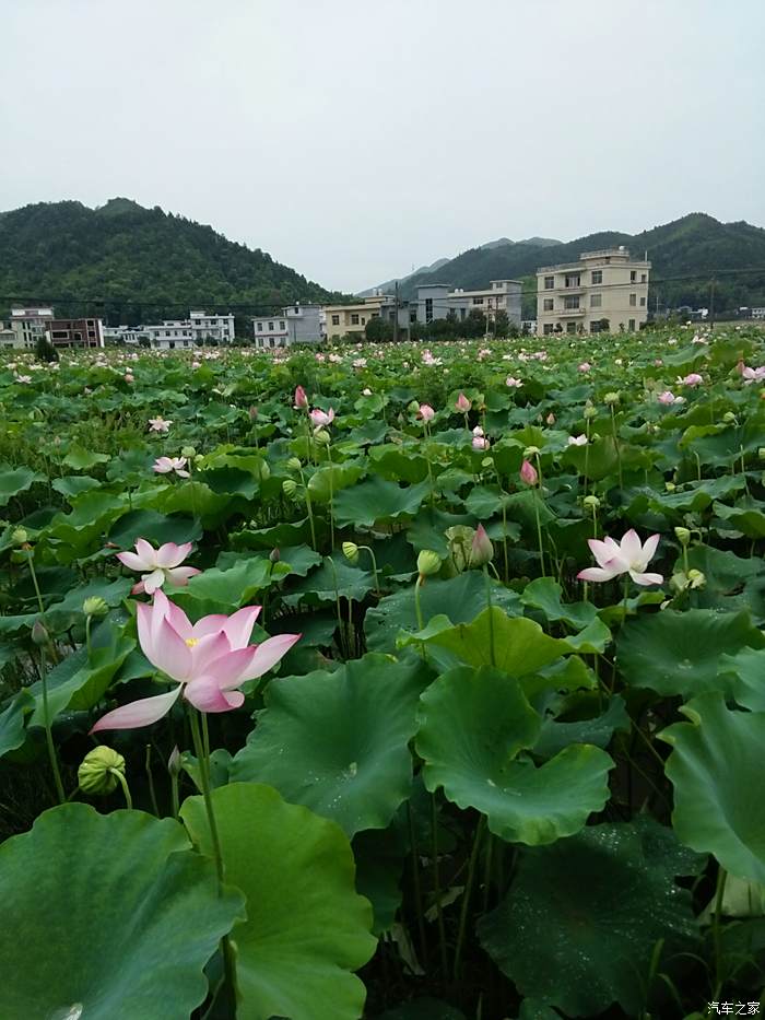 白竺青草湖景区图片