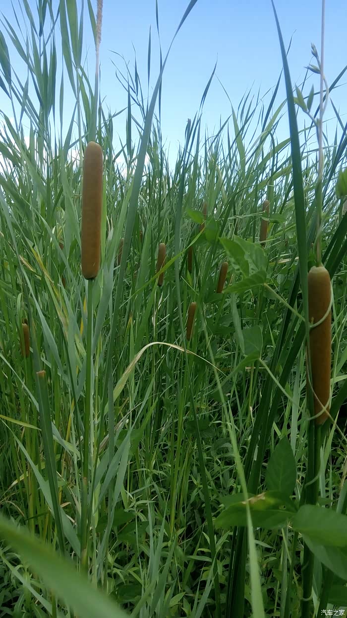 12款乞丐小3短途自驾游华北明珠白洋淀2388