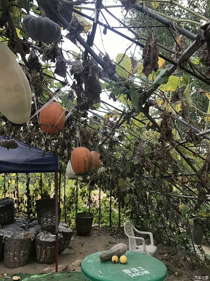 快来啊大兴梨花村的梨熟了