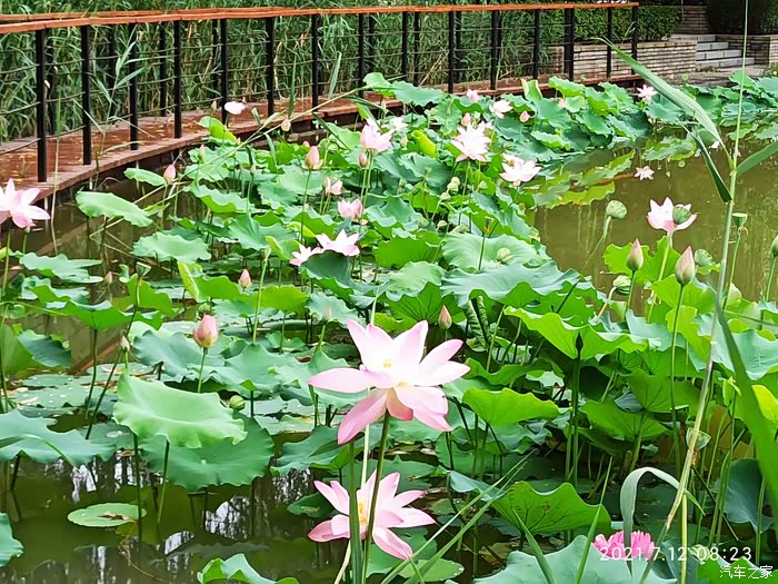 【图】【支持河北论坛】雨后自驾长安cs75plus赏太平河荷花分外娇_河