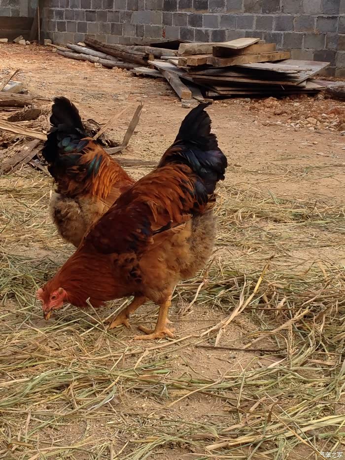 大红冠子花外衣