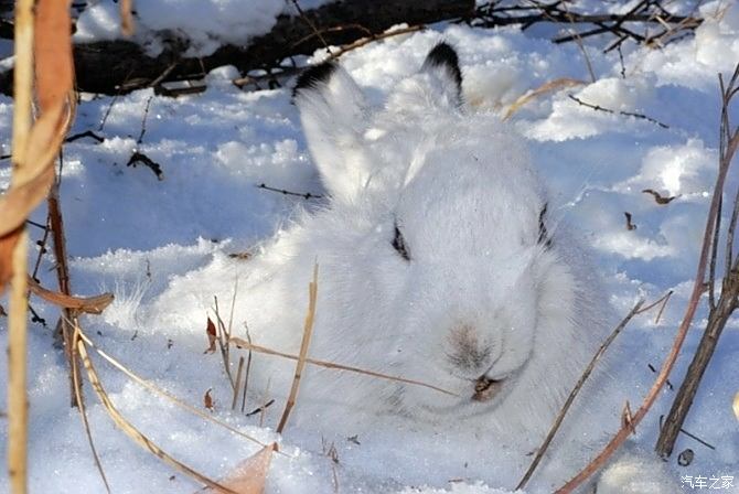 大兴安岭雪兔图片图片