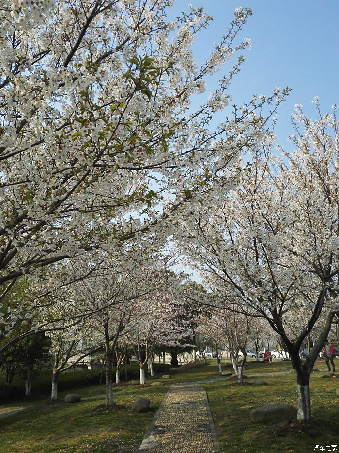 昆山体育生态公园樱花图片