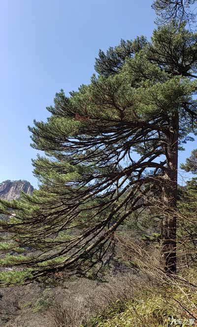 黄山十大名松之凤尾松.形似孔雀开屏,又像凤尾展舞而名.