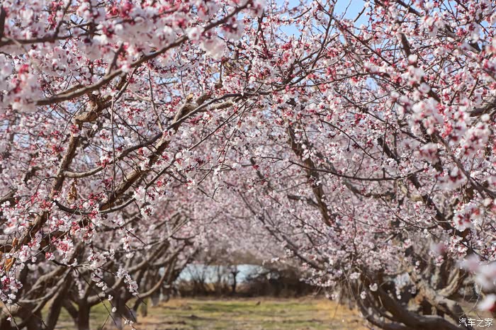 2017重游托克逊杏花节