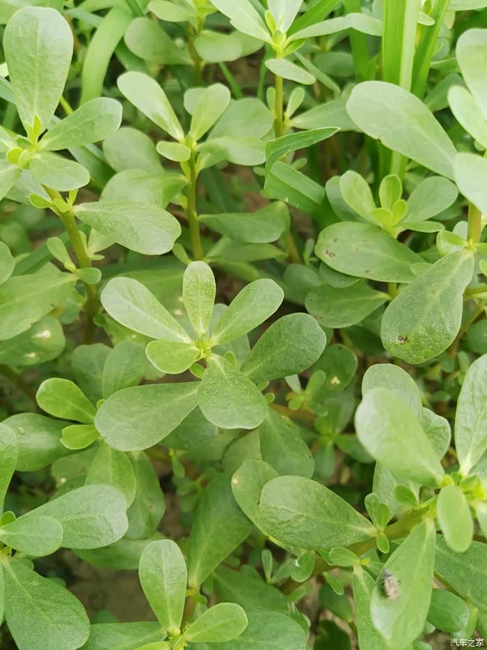 麻筋菜,煮水可去除痱子,还可做馅吃