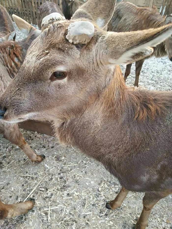 黑威驰带你走进吉林省东丰县梅花鹿之乡