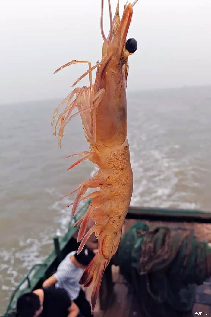 沧州博越车友会狮城车友聚海上金秋鱼鲜伴蟹肥