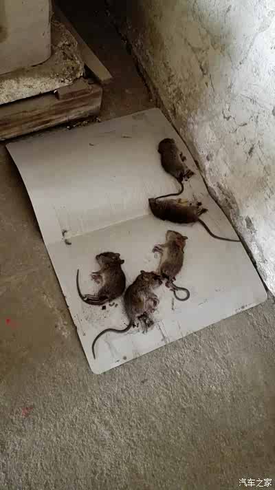 车友们,有没有新蒙迪欧车内进耗子的,而且奇臭无比.