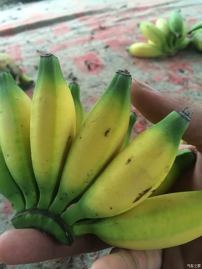 虎子又一次带领你诚心礼佛用心礼佛用心写贴