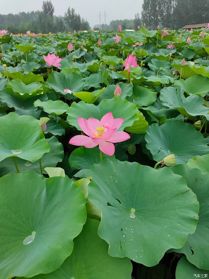 伊起看遍世间美景之小白洋淀赏荷花