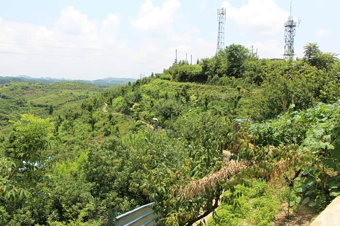 麦坪乡万亩经果林摘李子