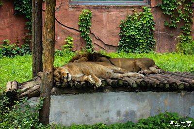 週末開著博越帶上家人遊無錫動物園