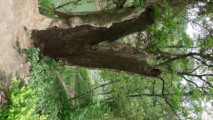 这是一株名为栓马树的皂角树,被雷击过后,树心烧毁了,不过树皮还活着