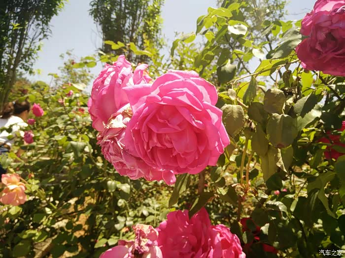 【图】綦江玫瑰园周末游_重庆论坛_汽车之家论坛