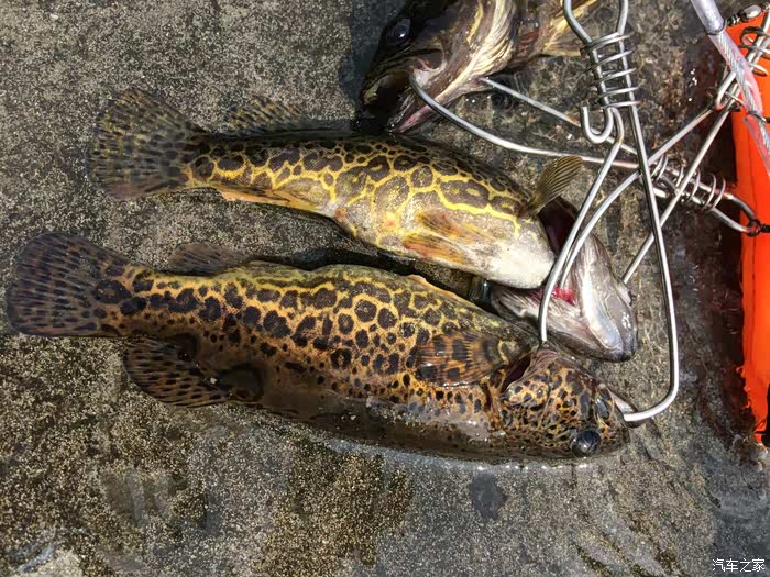 淡水石斑.鳜鱼.女儿很喜欢吃,味道鲜美,没有刺.