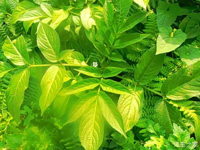 蓑衣草又叫秋豪贵州蜡染辅料染衣掉色(蓝色)