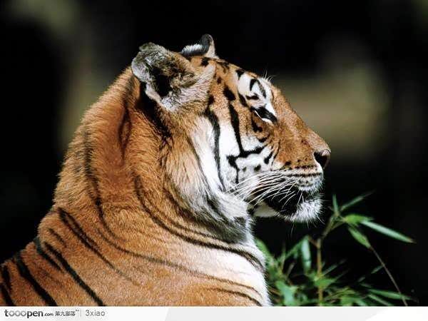 红色虎7 前脸,老款 新款, 哪款好看?