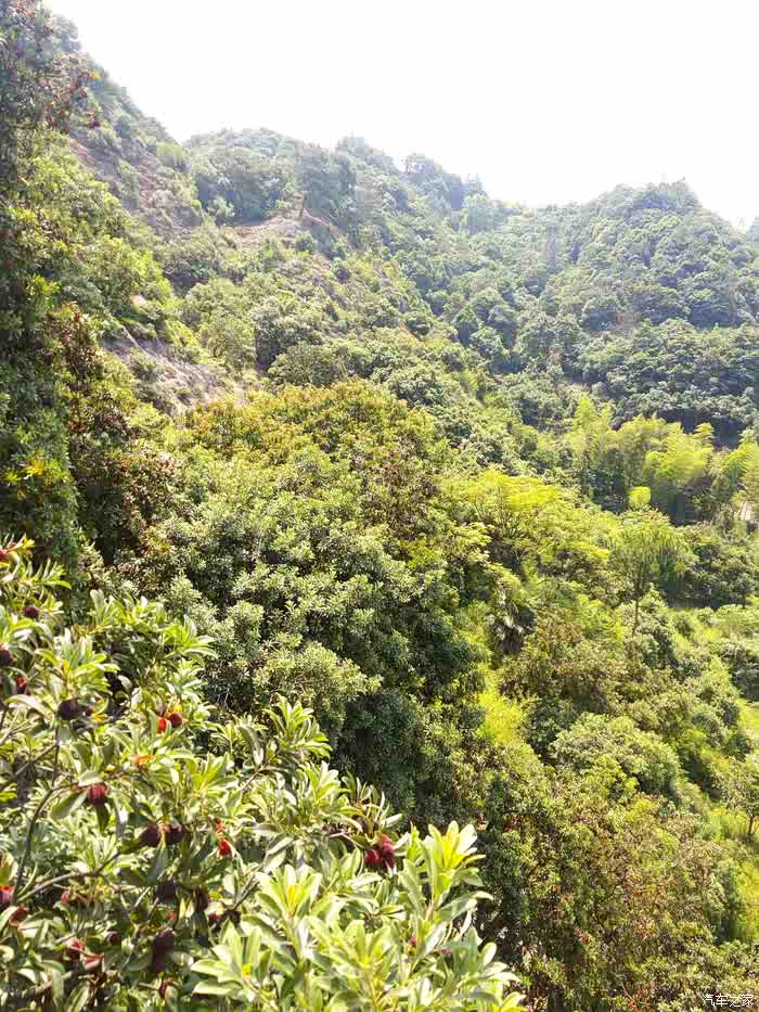 提车一周年永康永祥杨梅采摘记