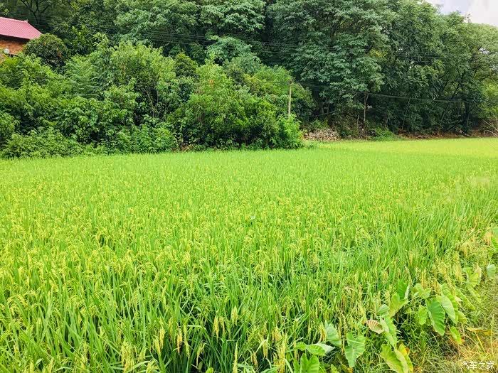 思皓qx行走的乡村的小路上 静下心来欣赏田间景色