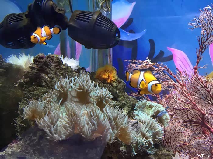 张家口车主营首都转转