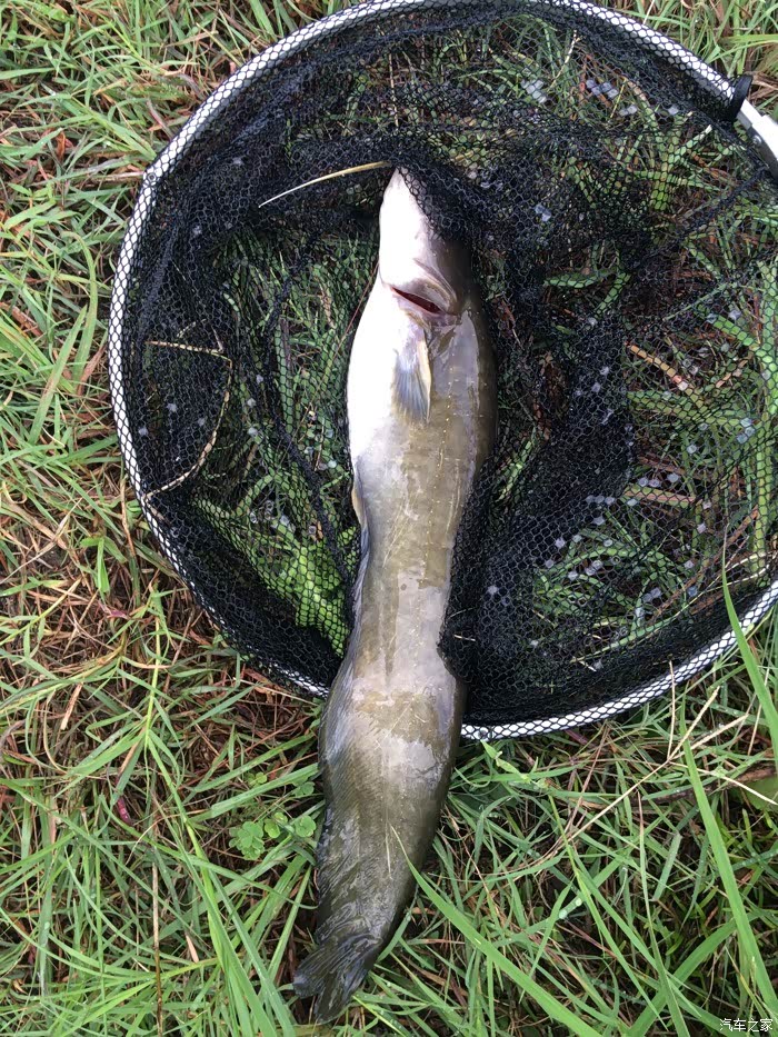 【图】哈哈!鱼获来啦_钓鱼论坛_汽车之家论坛