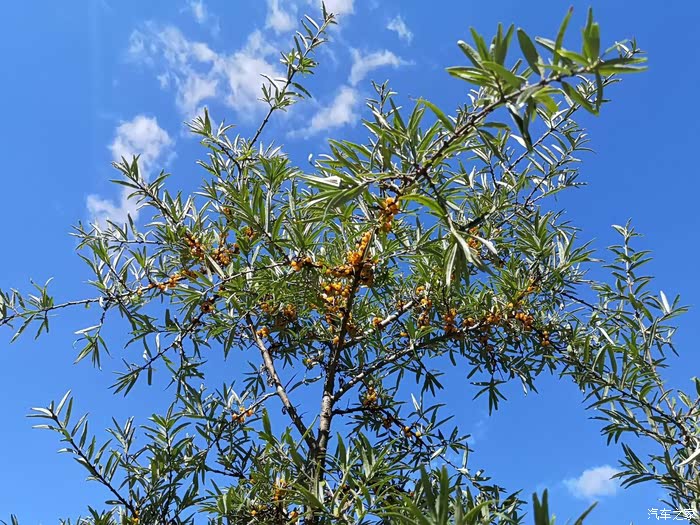 记录秋季我和我的小橙橙-户外美景