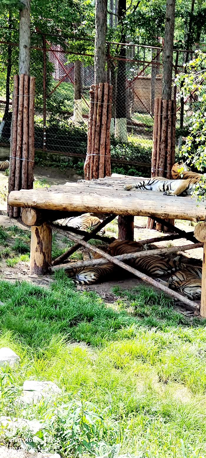 捷途旅行见闻哈尔滨至牡丹江东北虎园沿途景区风光