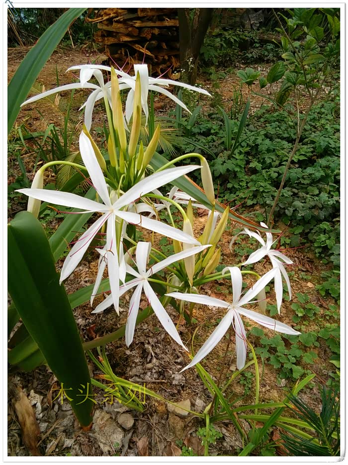 若木系列挥之不去的老君山记忆