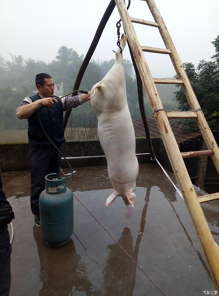 用两根木棒加层木梯搭的角架就把猪吊起来啦,用煤气枪把猪表面上的洗