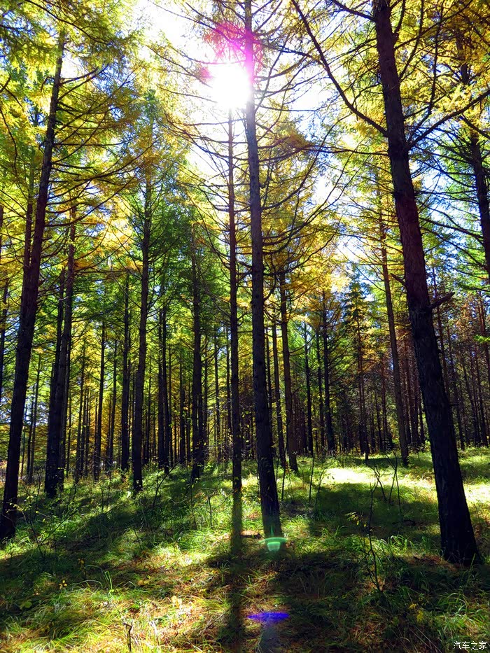 松树林里松叶飘.