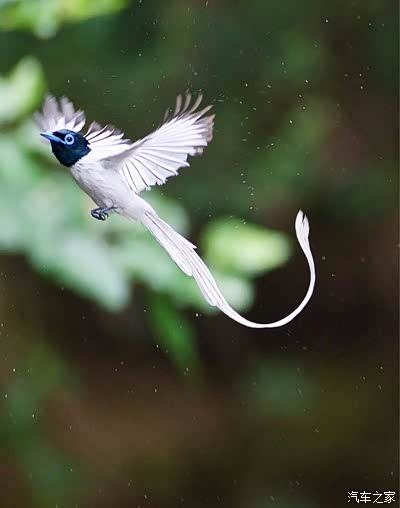 对绶带鸟看到鸟巢绶带鸟年轻时候红色随年龄增逐渐变成白色公鸟尾巴头