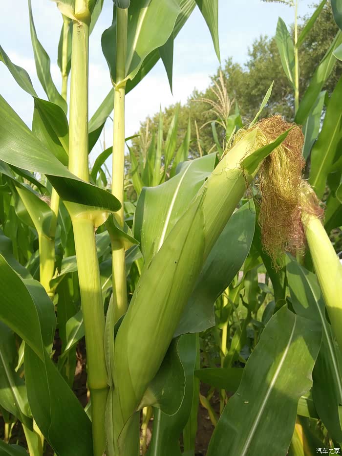 呼吸清新空气,农田劳作采摘蔬菜!