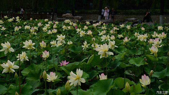 【紀實】蓮花池公園拍荷花