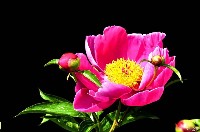 中国爱情之花-芍药