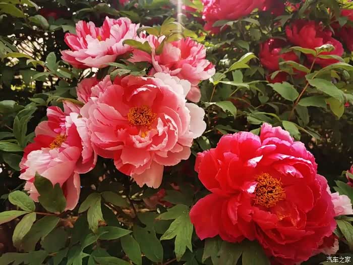 花团锦簇的回忆荣威rx5探访十堰东沟村