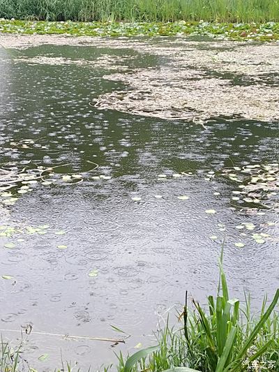 小雨点落在池塘里图片