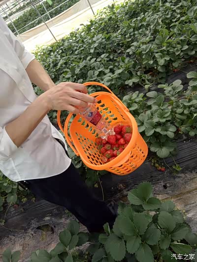 我的草莓篮子,个个硕大甜美.