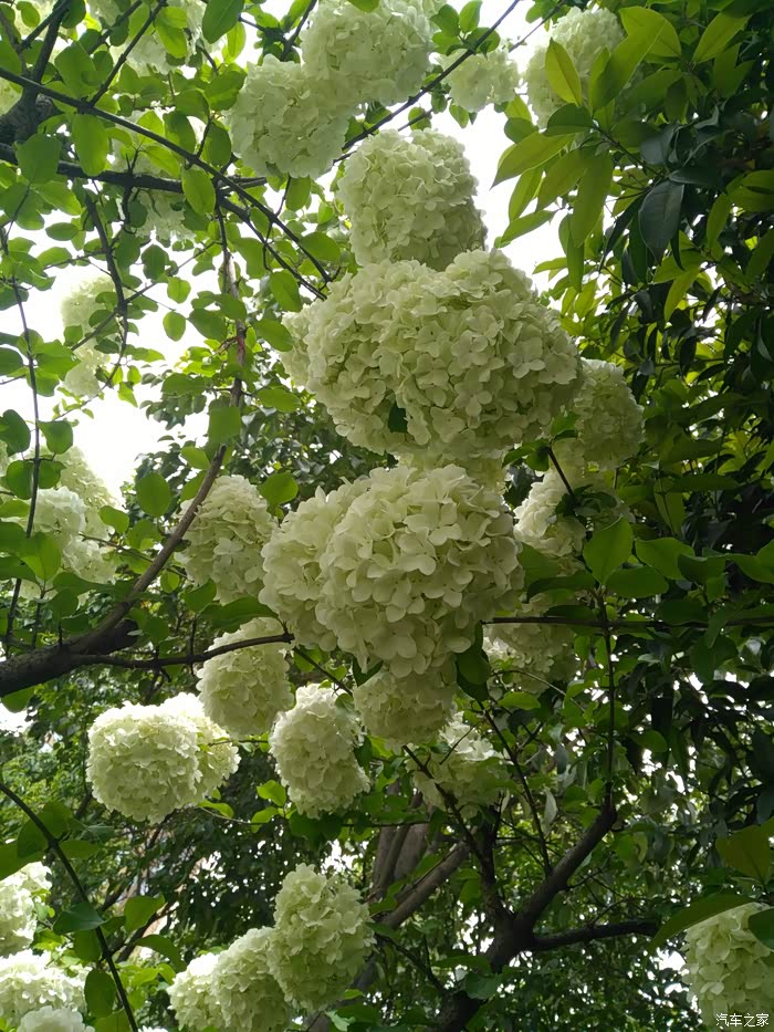 公园里的绣球树