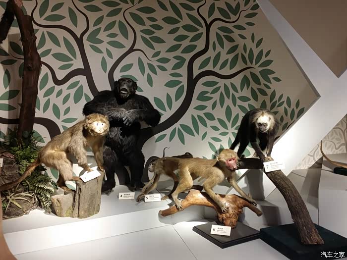 上海cs75官方车友会186上海科技馆之猿猴传奇