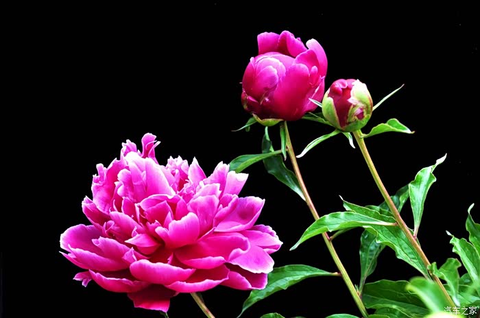 中国爱情之花-芍药