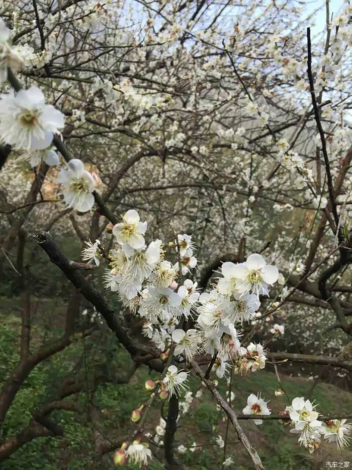 【图】【肇庆肥佬】跟着镜头一起走进开平大沙第六届梅花节【已更新】