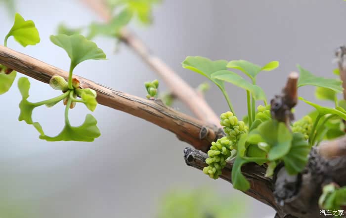 【雷诺卡缤杯】银杏叶的一生——叶与人的情怀