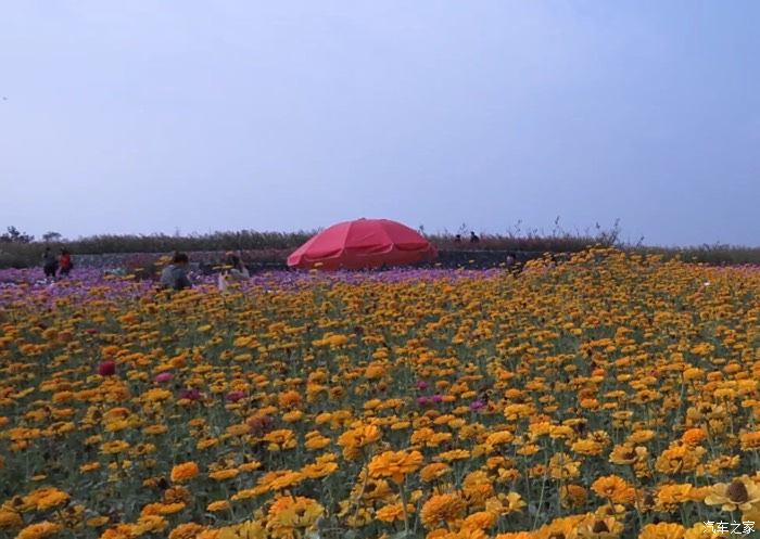 宿遷一日遊三臺山森林公園裡看花海